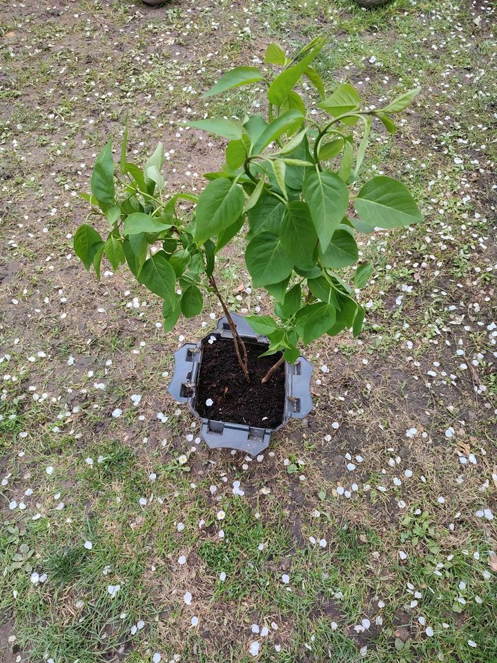 Garten Pflanze Flieder Lila in Mönchengladbach