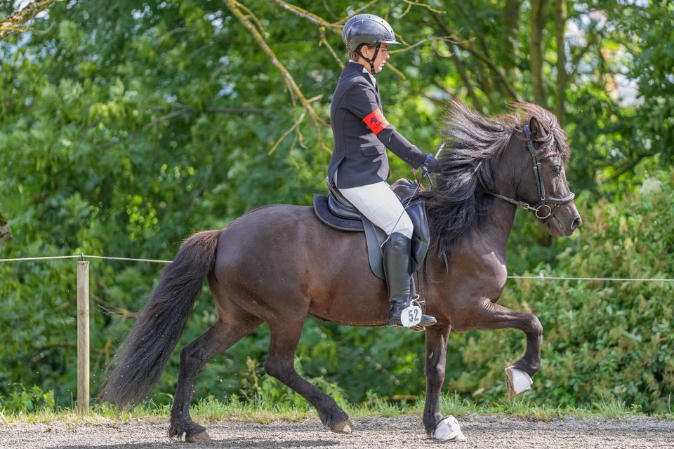 Islandpferd, Isländer, Stute in Hemmingen