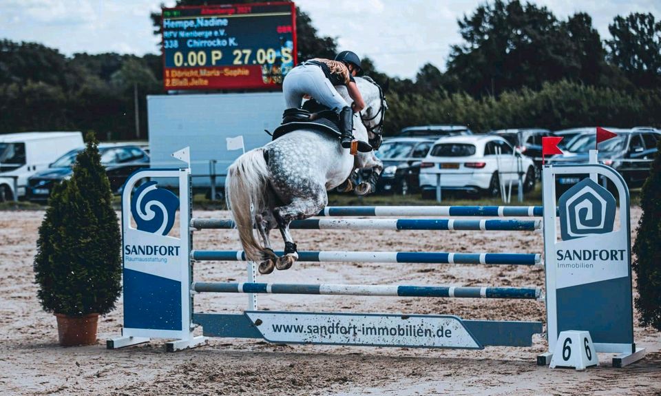 Springpferd/ Umsteigerpferd Wallach Freizeitperd in Nienberge