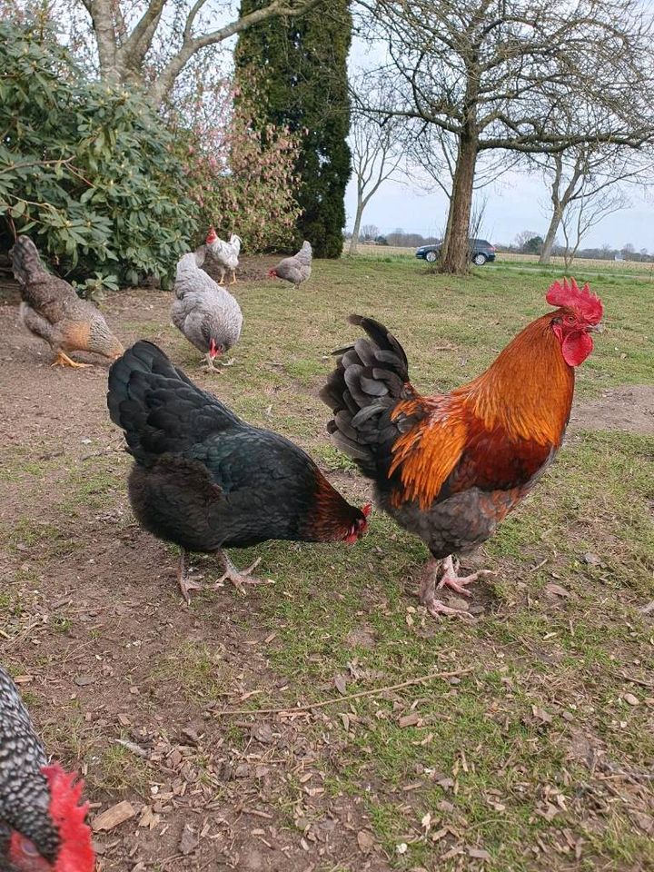 Bruteier Grünleger / Buntleger / Easter Egger / Hühner in Geestland