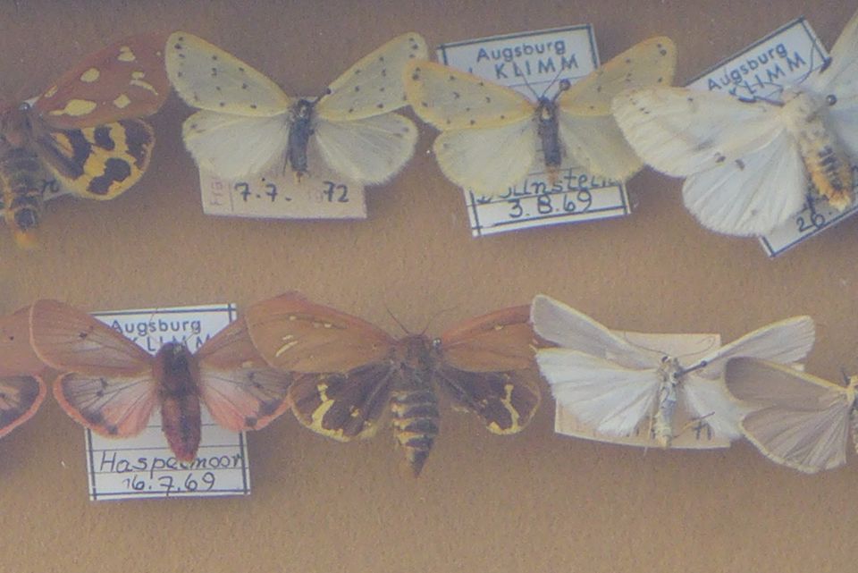 Schmetterlingskasten / Schmetterlingssammlung in Seefeld