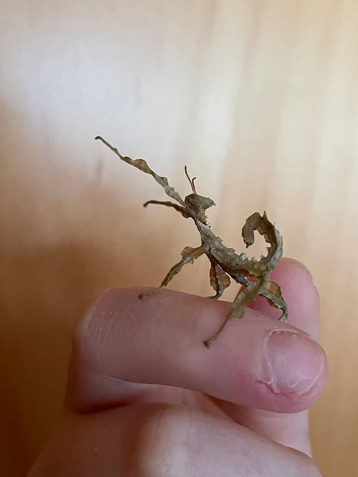 Gespenstschrecke Extatosoma tiaratum lichen Eier und Jungtiere in Baden-Baden