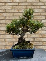Mädchenkiefer Bonsai Shohin (Pinus pentaphylla) Japan Import Saarbrücken-West - Klarenthal Vorschau