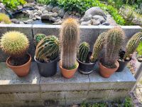 Große Kakteen Echinopsis, Echinocactus und weitere Niedersachsen - Wedemark Vorschau