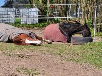 OFFEN/ o  Boxen - Stallplatz für ein Shetty oder Pony Niedersachsen - Rosengarten Vorschau