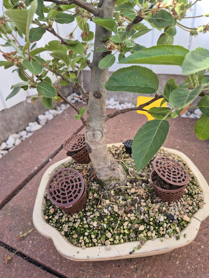 Bonsai  Apfel in Berlin