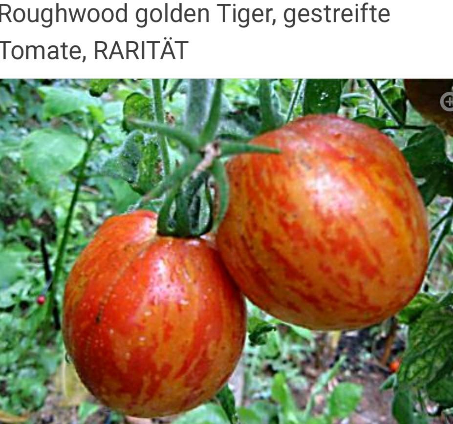 Tausche exotische Tomatenpflanzen( Dwarf) für Balkon/ Freiland in Leipzig