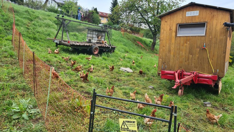 ✅ Legehennen braun Lohmann Hennen Hühner Freilandhaltung ✅ in Wiesthal