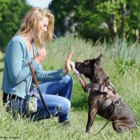 Hundeerziehung: 6 TOP-Kurse Hundetraining online, 12 Std. Video Neuhausen-Nymphenburg - Neuhausen Vorschau