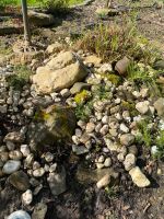 Steine versch.  Größen , Steingarten  zu verschenken Nordrhein-Westfalen - Neuss Vorschau