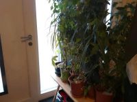 Ich habe 6 grosse, pflanzen anzubieten Benjamin Drachenbaum  und Niedersachsen - Lengenbostel Vorschau