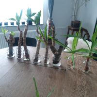 Yucca Palme Zimmerpflanze Ableger Hessen - Kassel Vorschau