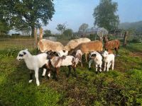 Schafe, Nolana- Barbados, Lämmer Schleswig-Holstein - Osterrade Vorschau