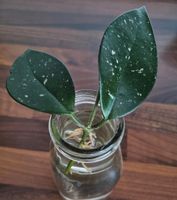 Hoya, Zimmerpflanze, Hängepflanze, pflegeleicht Hannover - Misburg-Anderten Vorschau