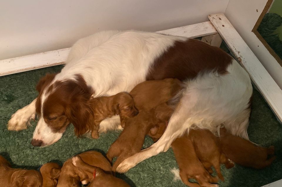 Seltene Mini Irish Doodle (Irish Setter x Pudel) in Wiesensteig