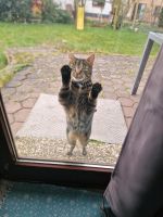 Entlaufen : Katze  Millie Ottersberg Bahnhof Niedersachsen - Ottersberg Vorschau