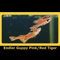 Endler Guppy "Pink + Red Tiger" Dortmund - Kirchlinde Vorschau