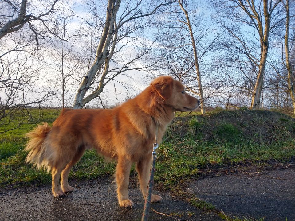 Hund sucht seinen Herzenmenschen - neues Zuhause in Loxstedt