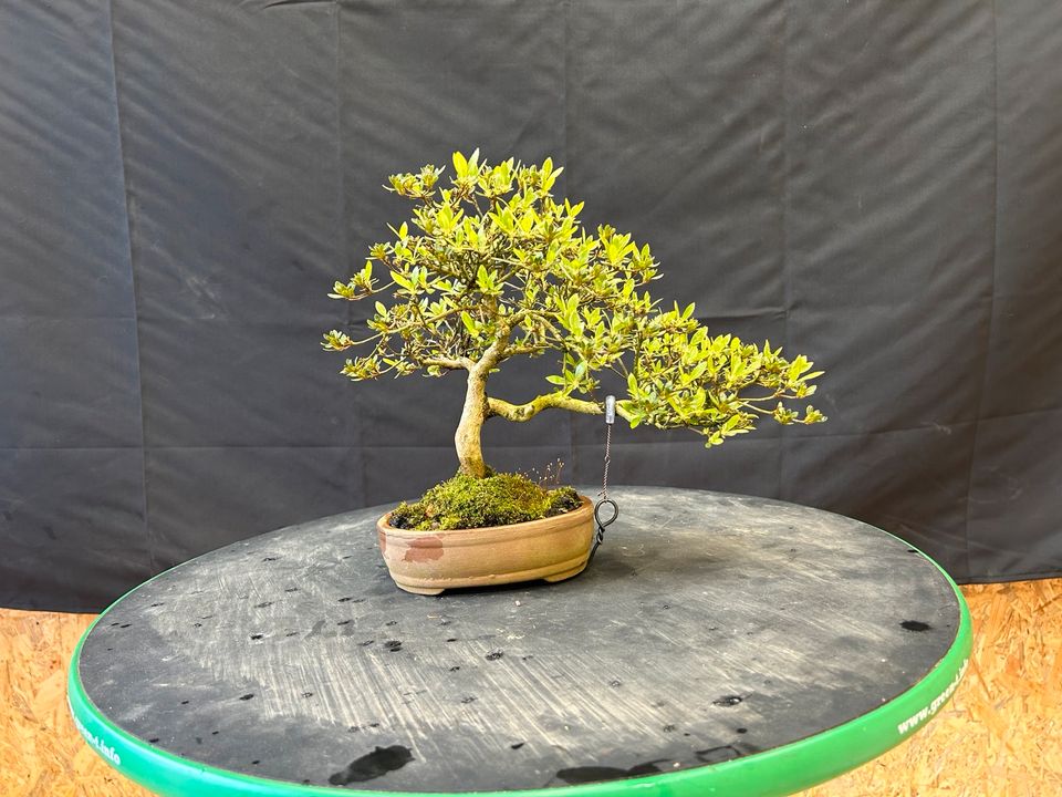 Verschiedene Bonsai abzugeben in Wegberg