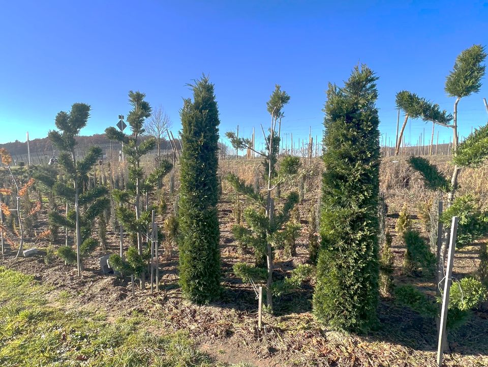 Toskana - Zypresse Leylandii (Mittelmeerzypresse)` in Ingoldingen