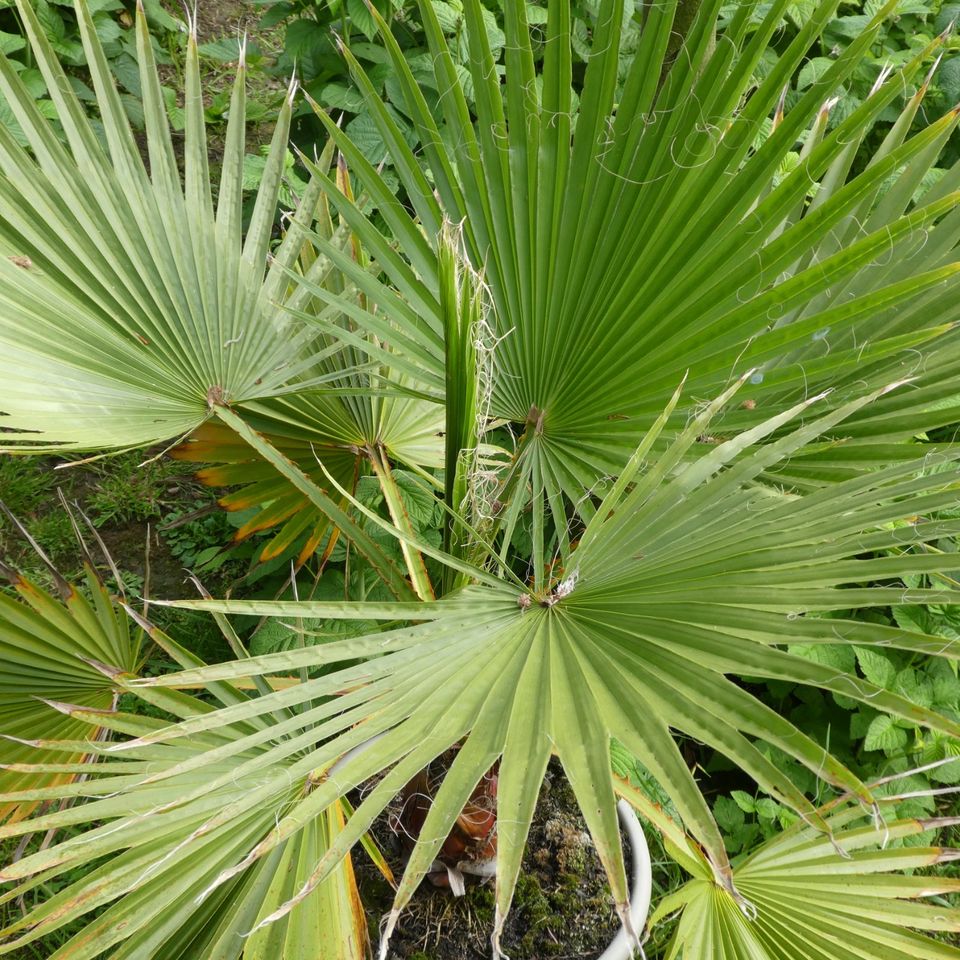 Palme Washingtonia Robusta Pettycoat-Palme - letzte Preissenkung in Kleve