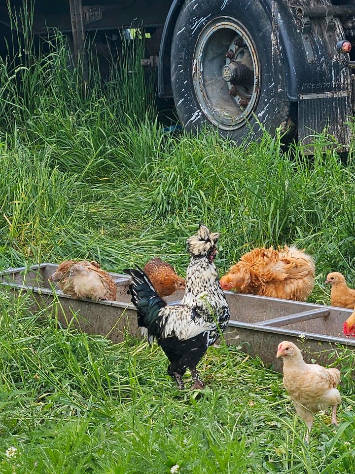 Bruteier Eier Hühner in Hilzingen