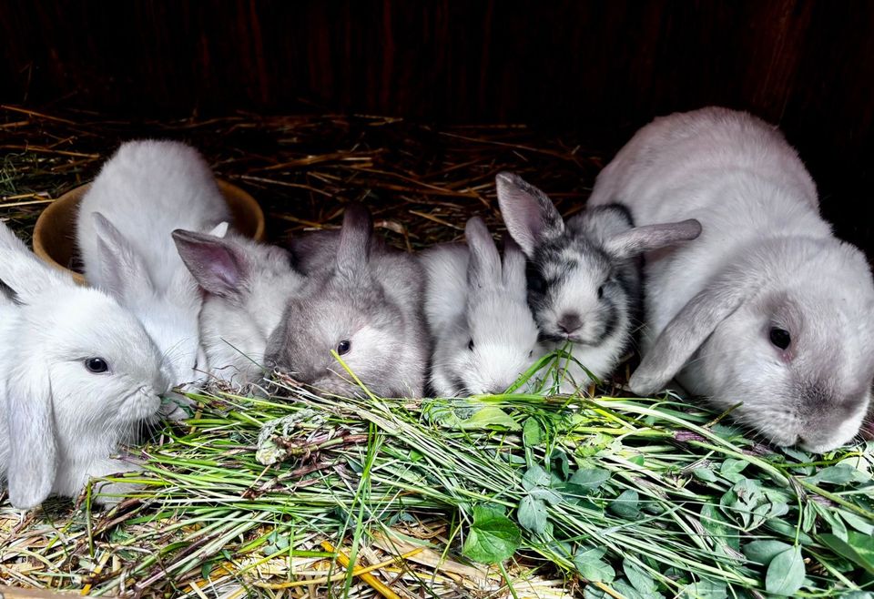 Mini Lop,❤️,Zwergwidder,3-farbig,blaue Augen,Hasen,Kaninchen, in Quedlinburg