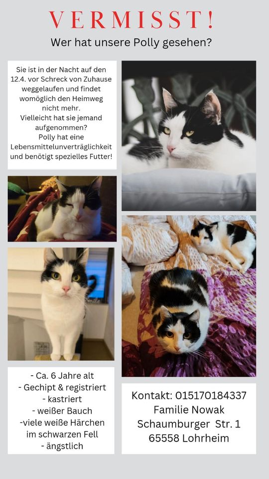 Gesucht! Vermisst! Katze Polly gechipt + registriert in Lohrheim