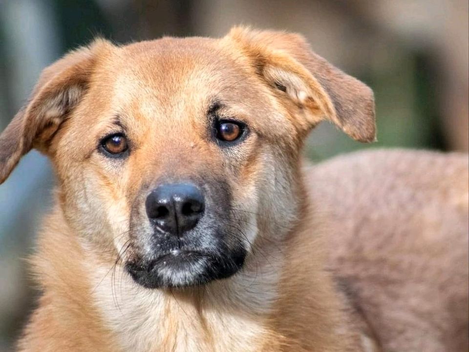 WESLEY ❤️ ein Goldschatz zum Verlieben! in Sassenburg