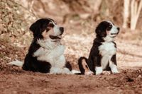 Professionelle Fotoshootings für Ihre geliebten Haustiere! Saarland - Schwalbach Vorschau