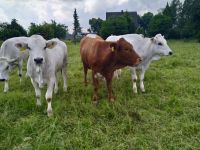 Kühe, Rinder, Absetzer, Bullen, Embryonen, Marchigiana, Chianina Nordrhein-Westfalen - Xanten Vorschau