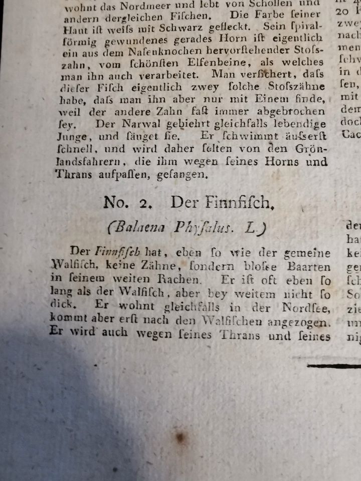 Kupferstich "Walfischarten" von Bertuch, altkoloriert von 1796 in Karlsdorf-Neuthard