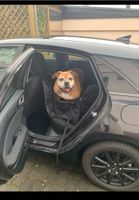 Sitzschutz für Hund im Auto Rheinland-Pfalz - Trier Vorschau