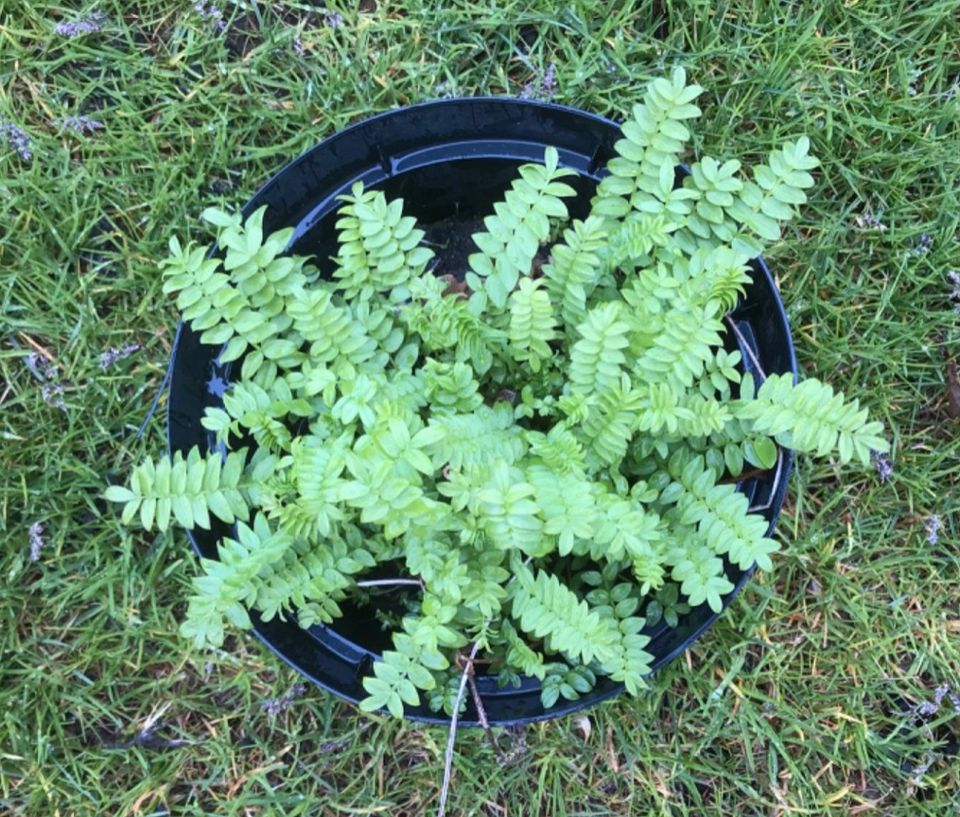 Jakobsleiter Polemonium caeruleum Staude blau BauernGarten  ab 4€ in Teltow