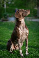 Fotoshooting um Dresden! Tierfotografie Hund Sachsen - Klipphausen Vorschau