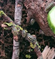 Armadillidium gestroi - Asseln Bayern - Vierkirchen Vorschau