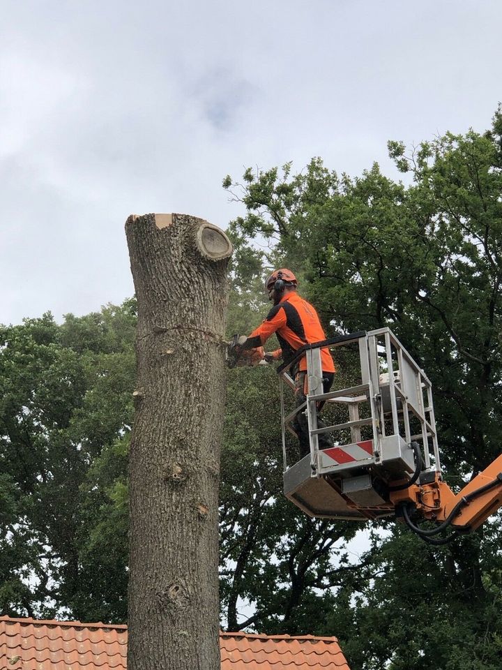 Baumpflege / Baumfällung / Sturmschäden /Baumbewässerung in Schneverdingen