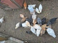 Hühner Mix  Kücken  von Legehennen Brandenburg - Meyenburg Vorschau