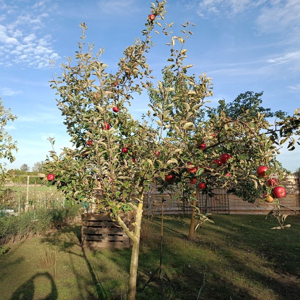 ✔️++Kleingarten Gartengrundstück Privatgrundstück zu Verpachten oder zu Verkaufen+++✔️ in Friedensstr., 15328 Küstriner Vorland(58km von Berliner Stadtgrenze) in Berlin