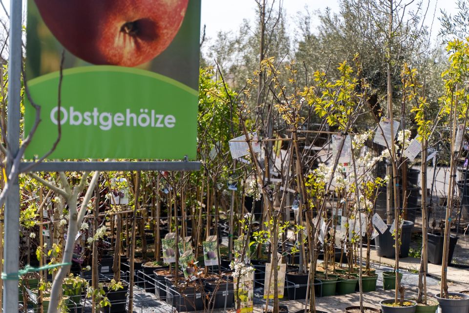 NEU Olivenbaum/verzweigte Krone/Olea europaea/winterhart in Rodenbach