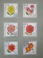 BRIEFMARKEN  - BLUMEN - DDR - 1975  ungestempelt Rheinland-Pfalz - Sinzig Vorschau