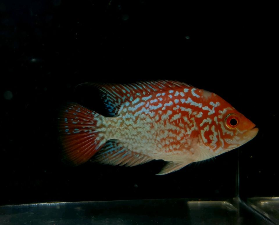 GOLDEN Base Flowerhorn weibchen Nachzucht in Stuttgart