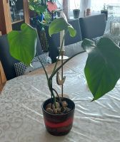 Monstera delisiosa Niedersachsen - Munster Vorschau