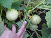 Gurken, Beeren, Bohnen, Mais, seltene Tomaten ... Raritäten Saatg Aachen - Aachen-Mitte Vorschau
