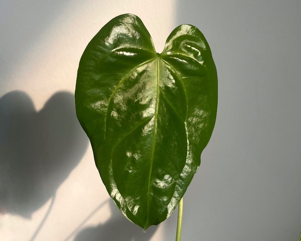 Anthurium grandiflorum Jungpflanzen in Peine