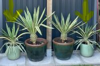 Yucca gloriosa Variegata Fädige Palmlilie Baden-Württemberg - Moos Vorschau