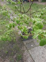 Quitte baum Obstbaum Nordrhein-Westfalen - Gütersloh Vorschau
