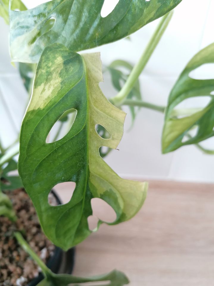 Monstera Adansonii NoID VARIEGATA (Aurea? Green On Green?) Stecki in Witten