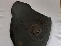 Fossil Schieferplatte Baden-Württemberg - Lorch Vorschau