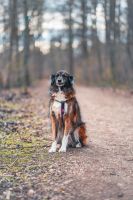 Einzigartige Tierbilder Nordrhein-Westfalen - Pulheim Vorschau